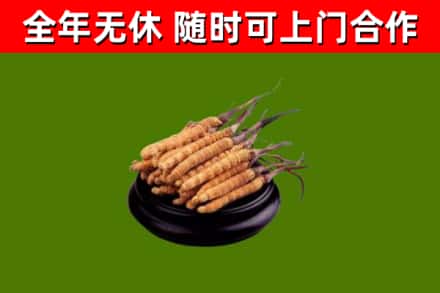 赵市回收冬虫夏草
