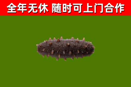 赵市回收海参干
